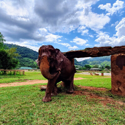 elephant sanctuary thai holiday