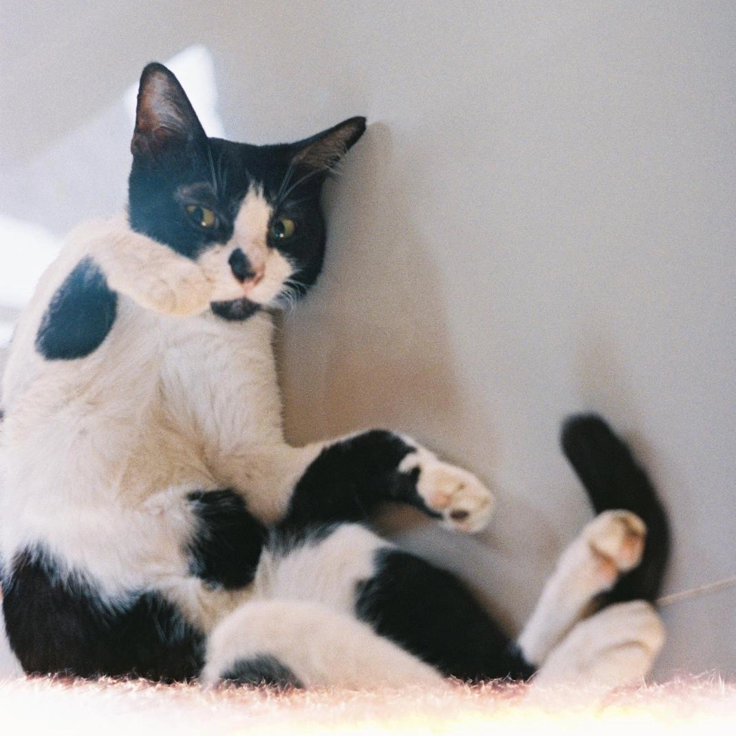 A cute cat sitting